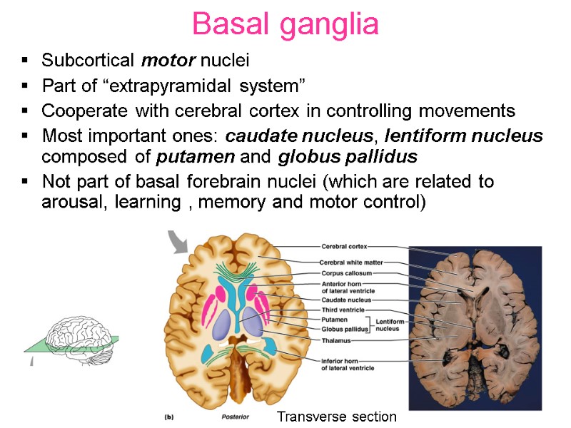 Basal ganglia Subcortical motor nuclei Part of “extrapyramidal system” Cooperate with cerebral cortex in